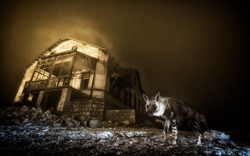 and-the-winning-wildlife-photographer-of-the-year-2025-image-was-taken-with…-an-eleven-year-old-nikon-dslr